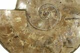 Flashy, Polished Ammonite (Cleoniceras) Fossil - Madagascar #227469-2